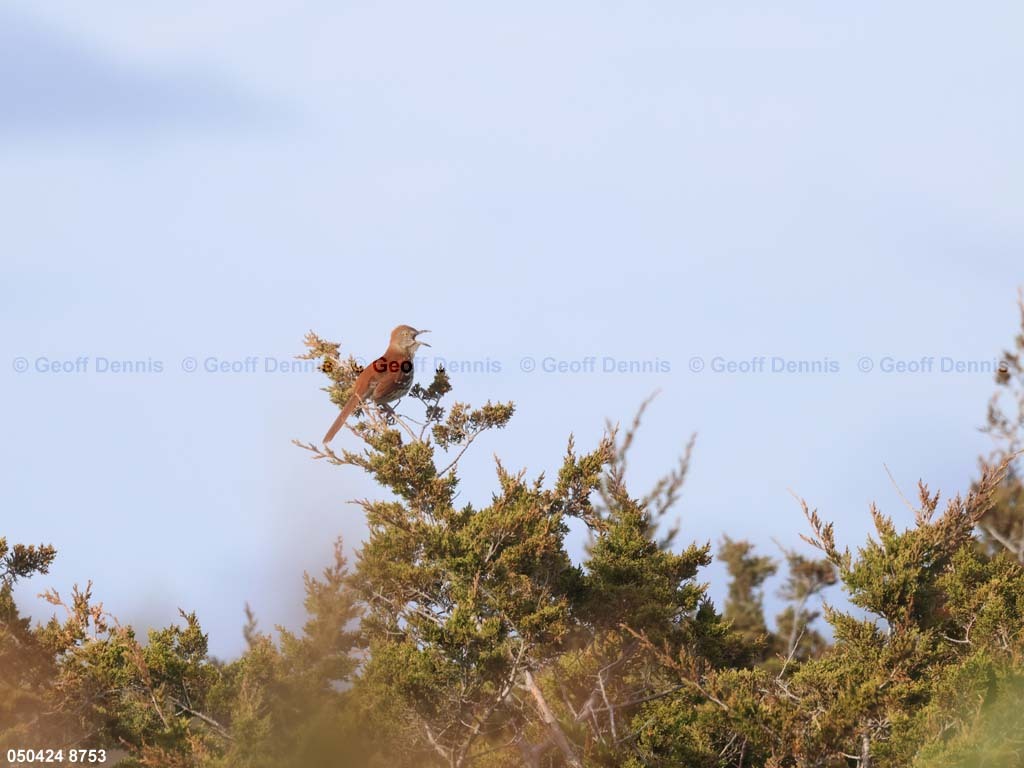 BRTH-AM_Brown-Thrasher