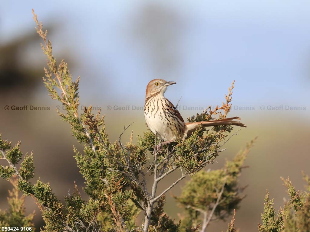 BRTH-AO_Brown-Thrasher