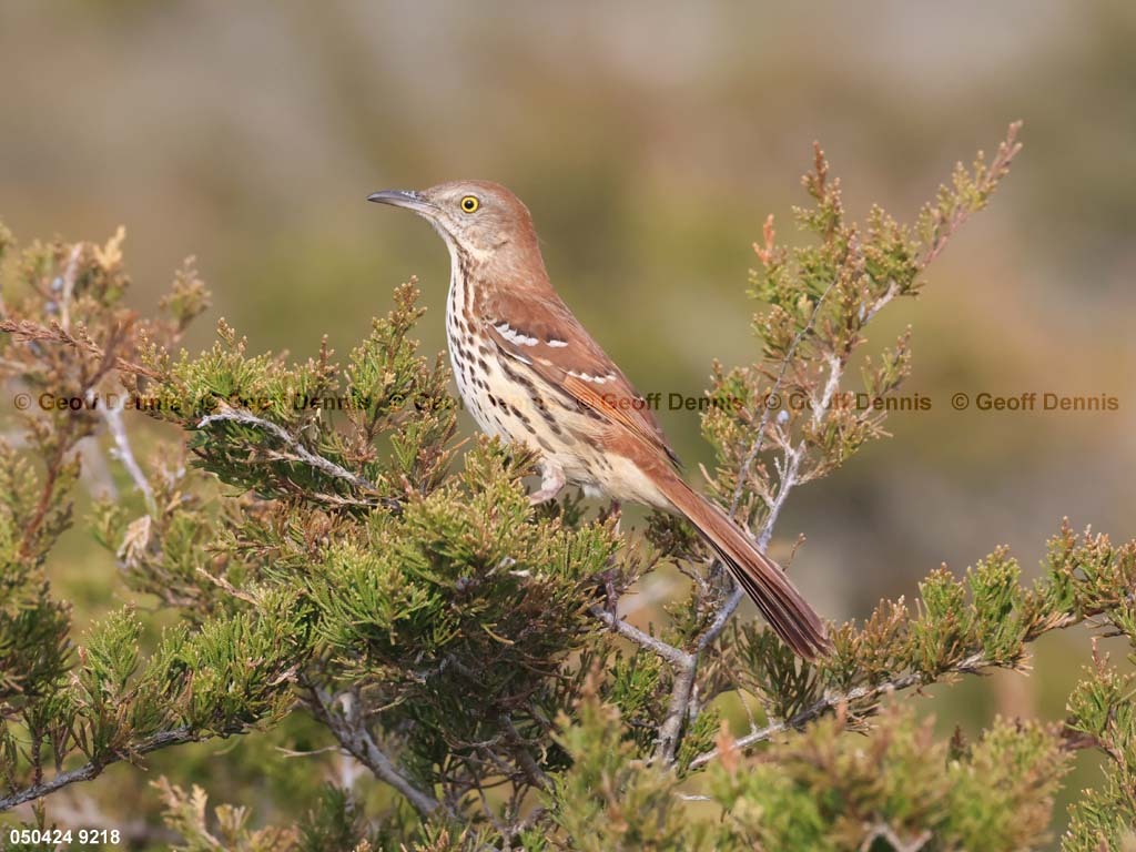 BRTH-AP_Brown-Thrasher