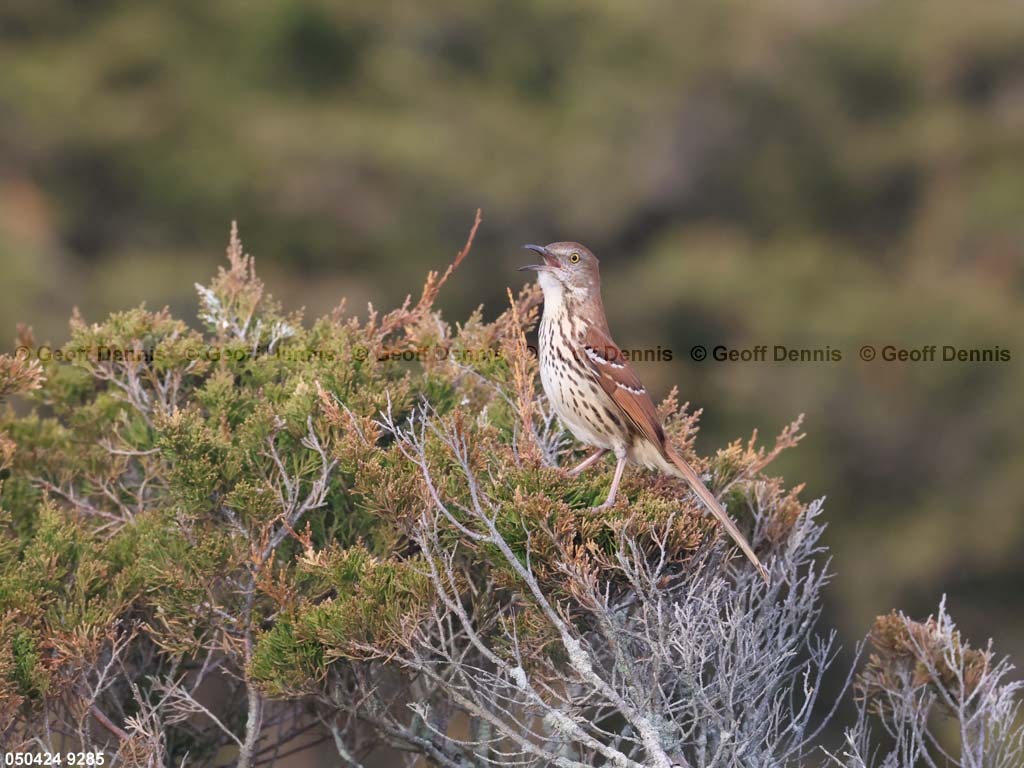 BRTH-AQ_Brown-Thrasher