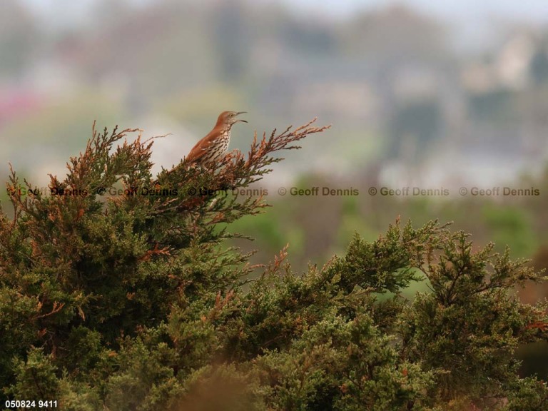 BRTH-AS_Brown-Thrasher