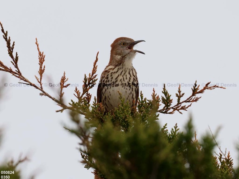 BRTH-AT_Brown-Thrasher