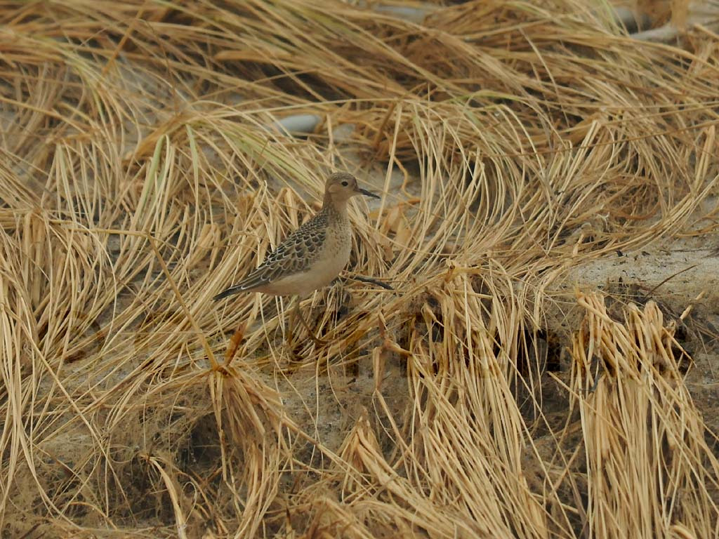 BBSA-AA_Buff-breasted-Sandpiper