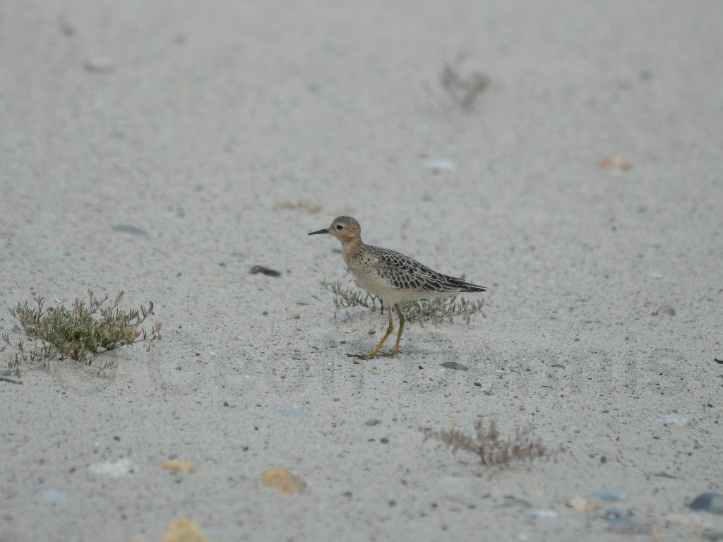 BBSA-AB_Buff-breasted-Sandpiper