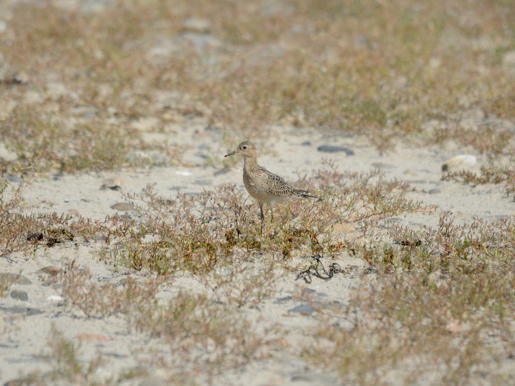 BBSA-AC_Buff-breasted-Sandpiper