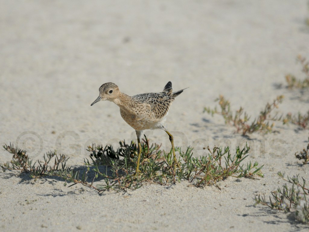 BBSA-AD_Buff-breasted-Sandpiper