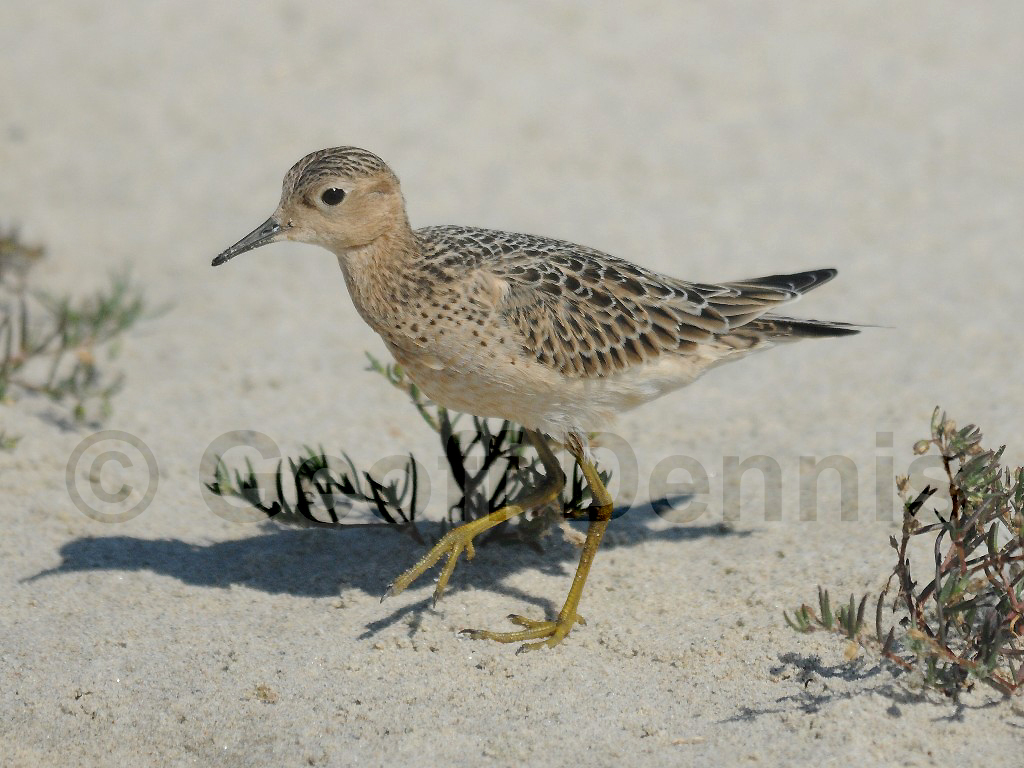 BBSA-AE_Buff-breasted-Sandpiper