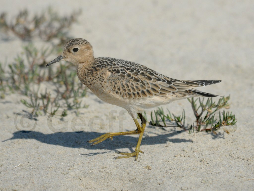 BBSA-AF_Buff-breasted-Sandpiper