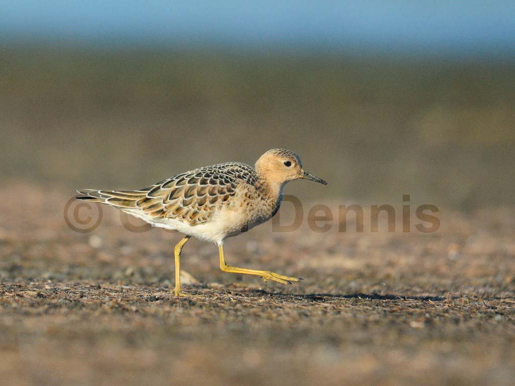 BBSA-AG_Buff-breasted-Sandpiper