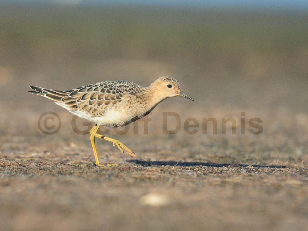 BBSA-AH_Buff-breasted-Sandpiper