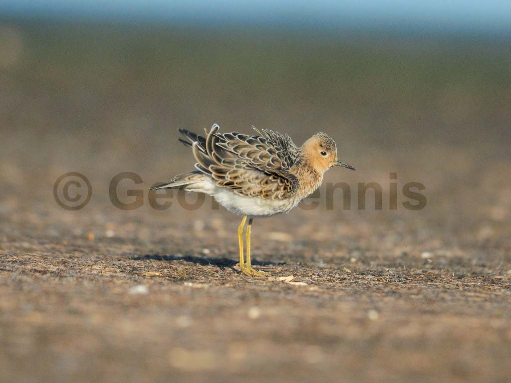 BBSA-AI_Buff-breasted-Sandpiper