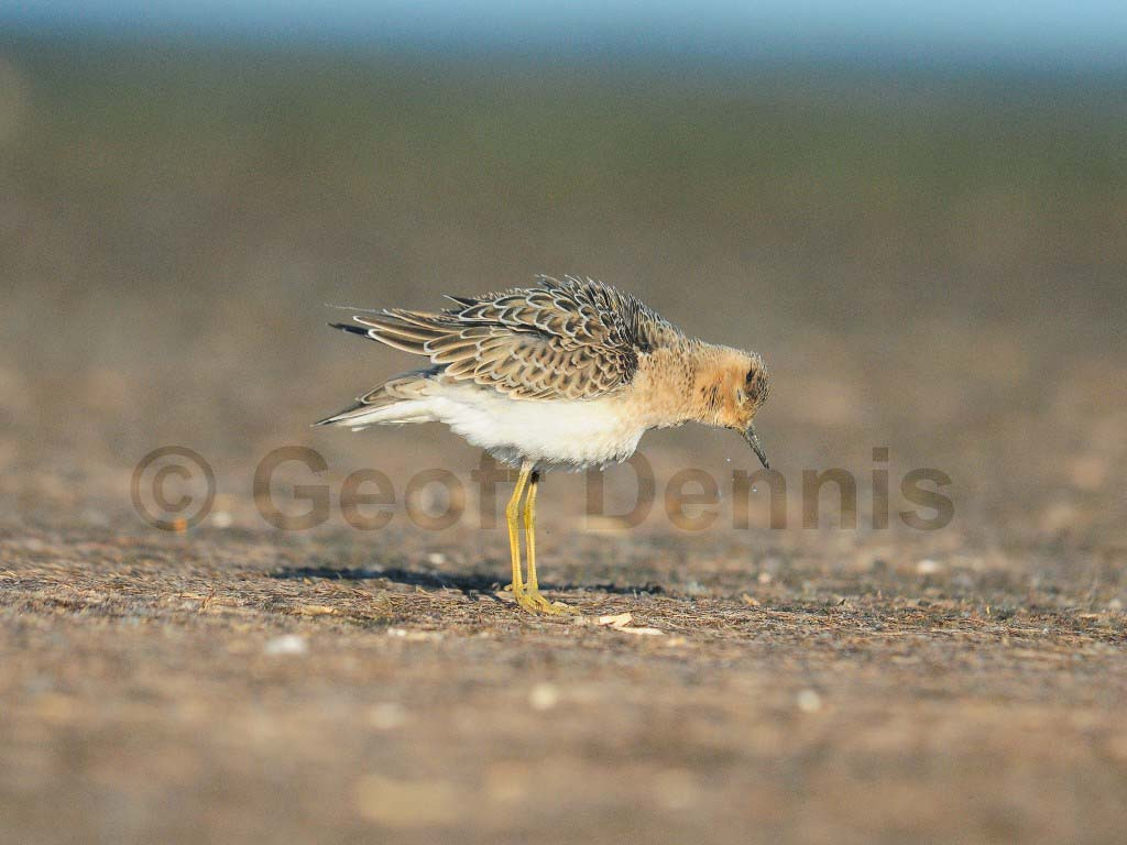 BBSA-AJ_Buff-breasted-Sandpiper