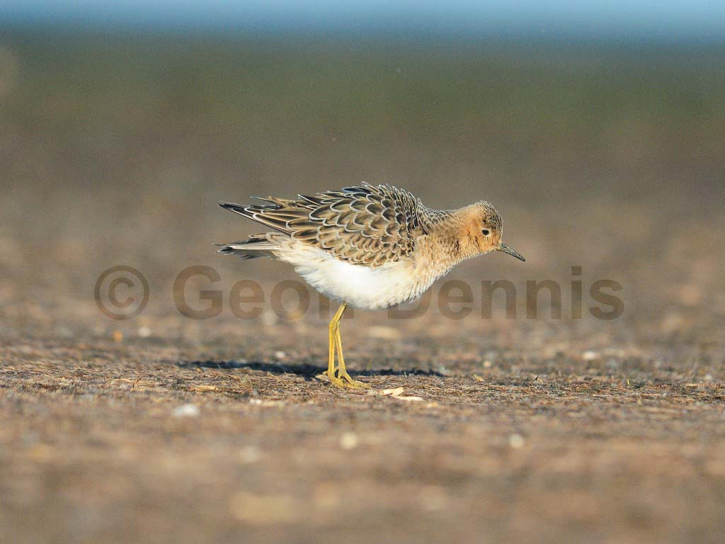 BBSA-AK_Buff-breasted-Sandpiper