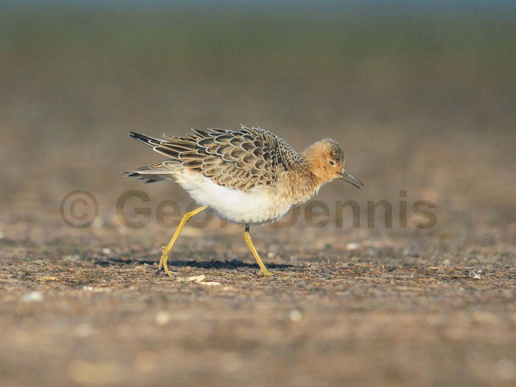 BBSA-AL_Buff-breasted-Sandpiper