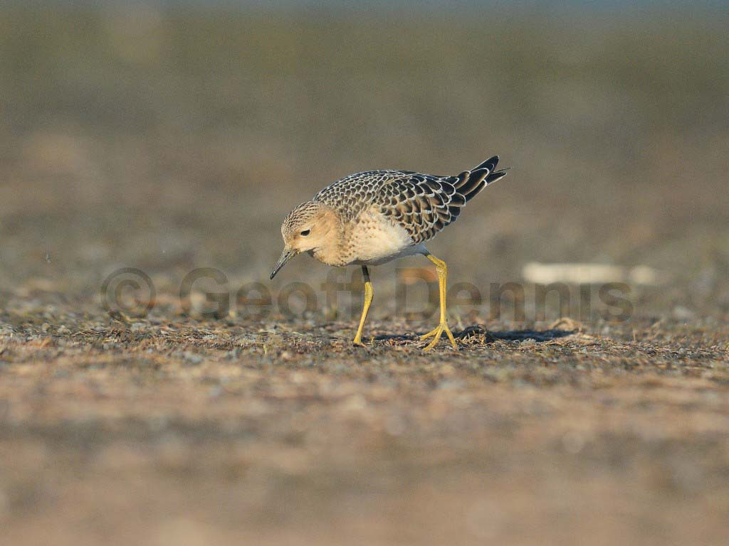 BBSA-AM_Buff-breasted-Sandpiper