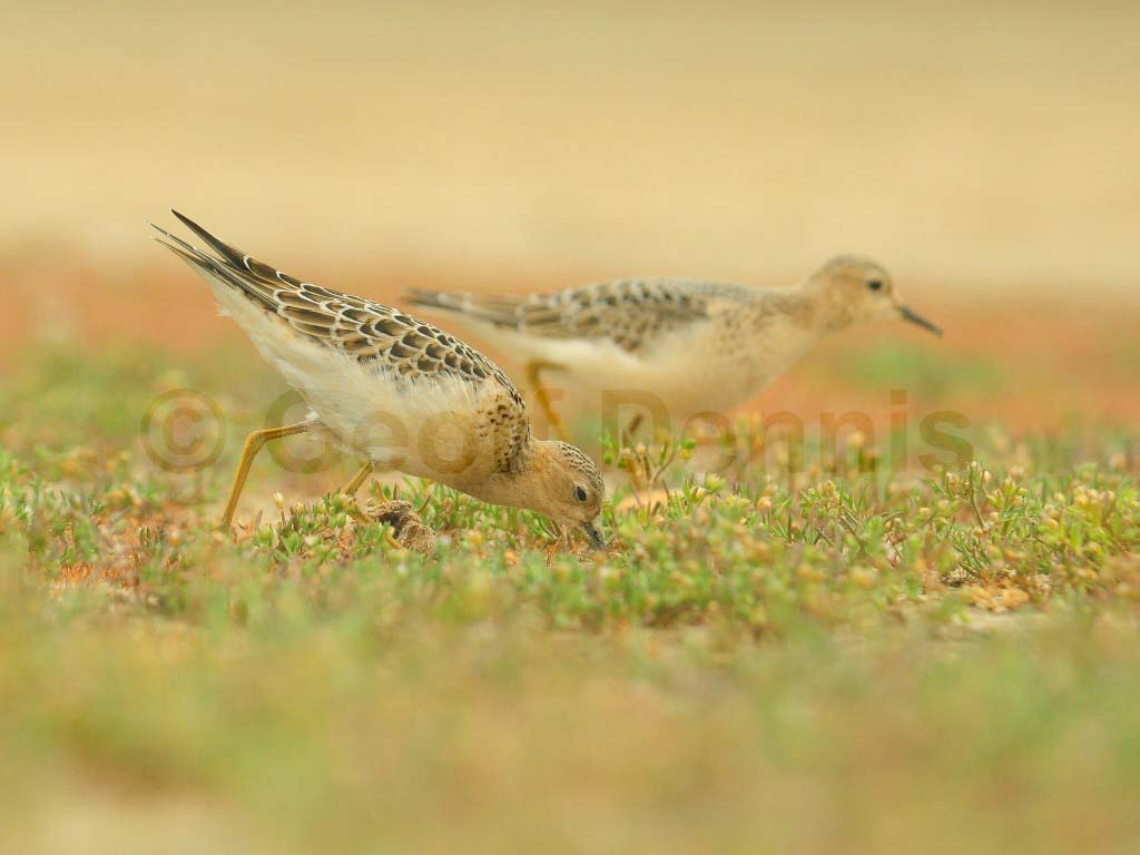 BBSA-AN_Buff-breasted-Sandpiper