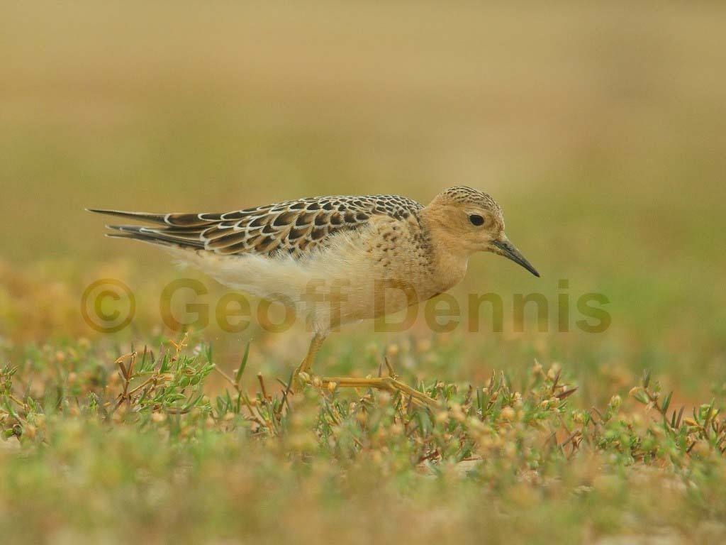 BBSA-AO_Buff-breasted-Sandpiper