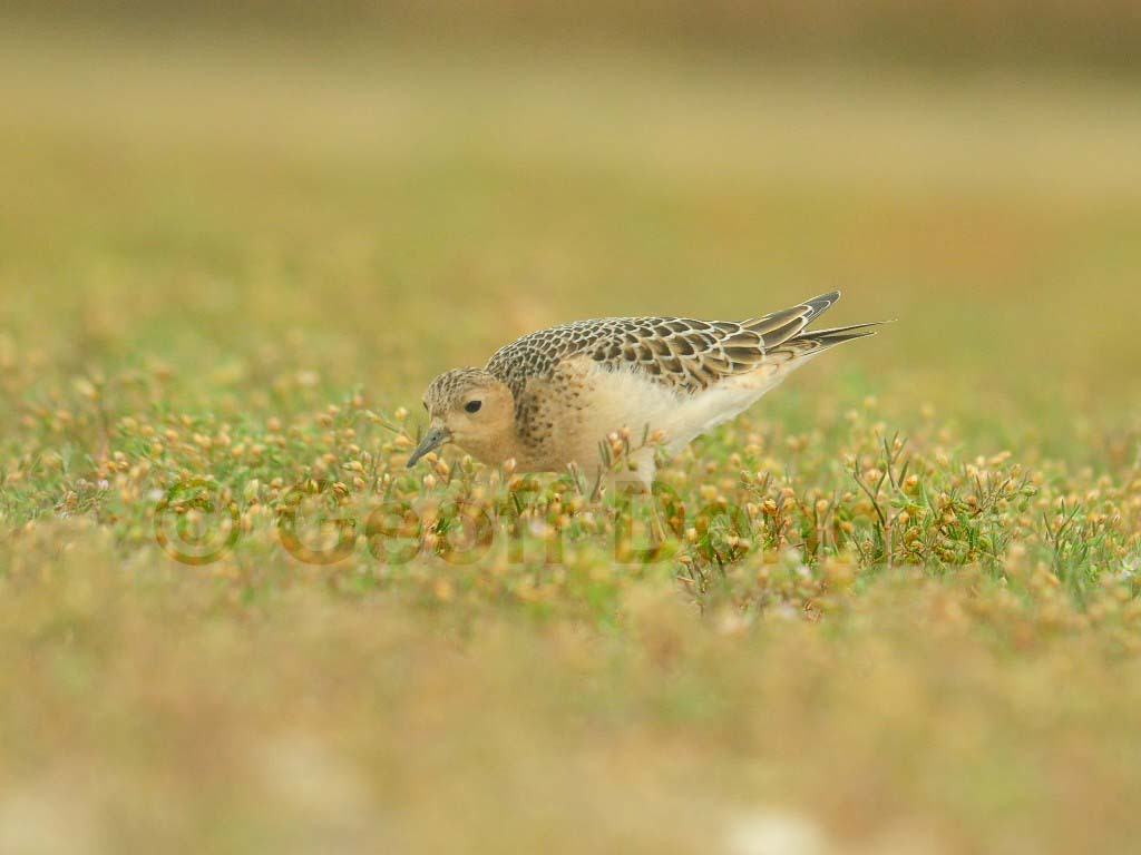 BBSA-AP_Buff-breasted-Sandpiper
