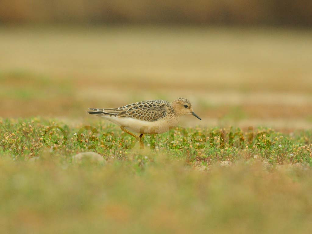 BBSA-AQ_Buff-breasted-Sandpiper