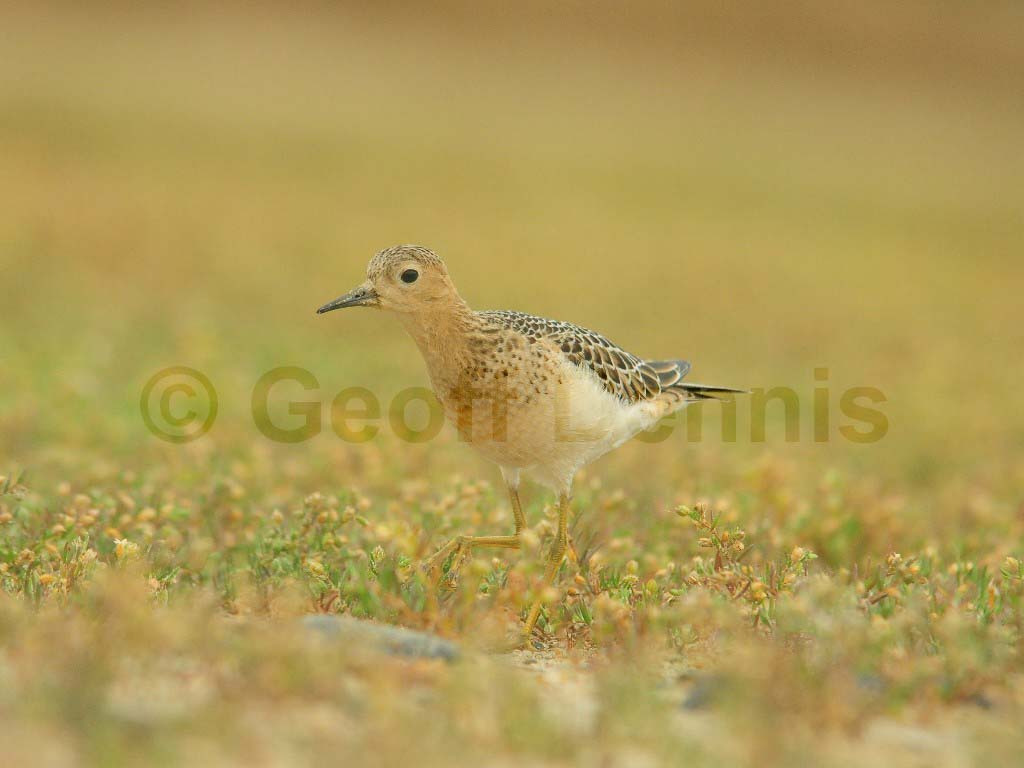 BBSA-AR_Buff-breasted-Sandpiper