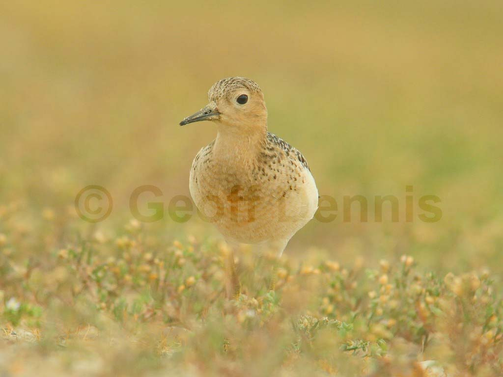 BBSA-AS_Buff-breasted-Sandpiper