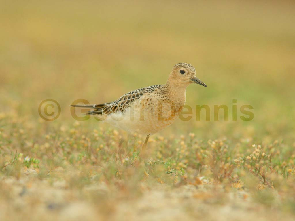 BBSA-AT_Buff-breasted-Sandpiper