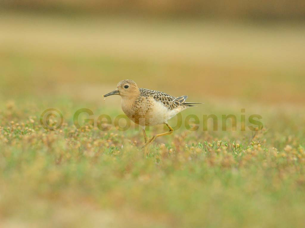 BBSA-AU_Buff-breasted-Sandpiper