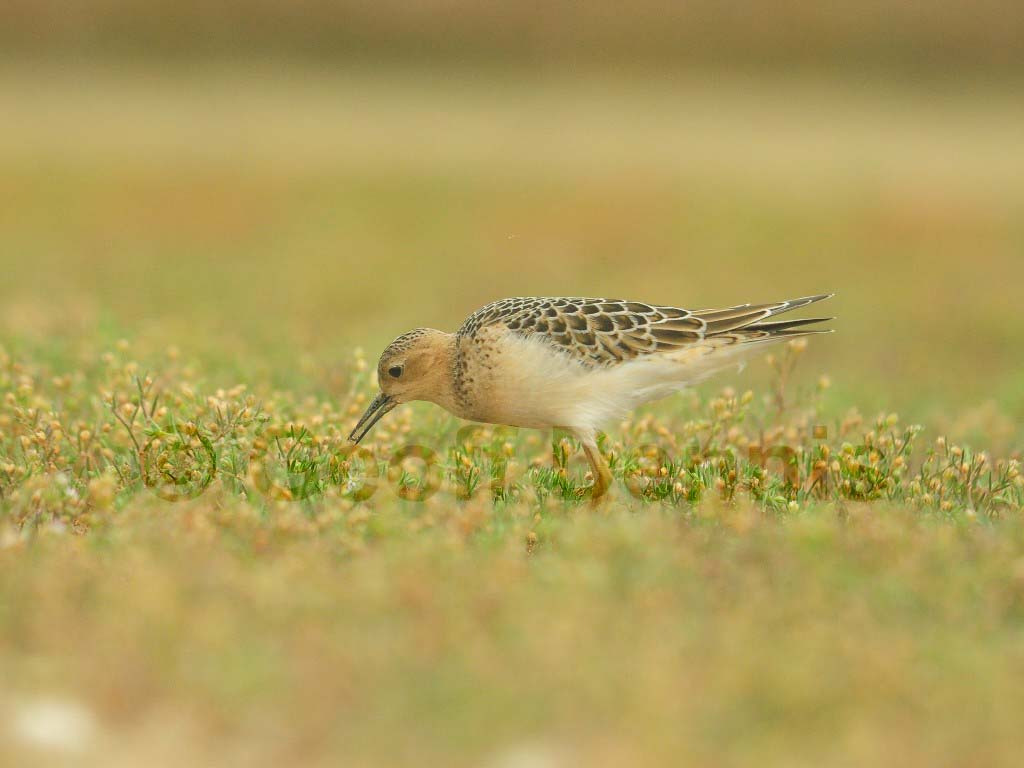 BBSA-AV_Buff-breasted-Sandpiper