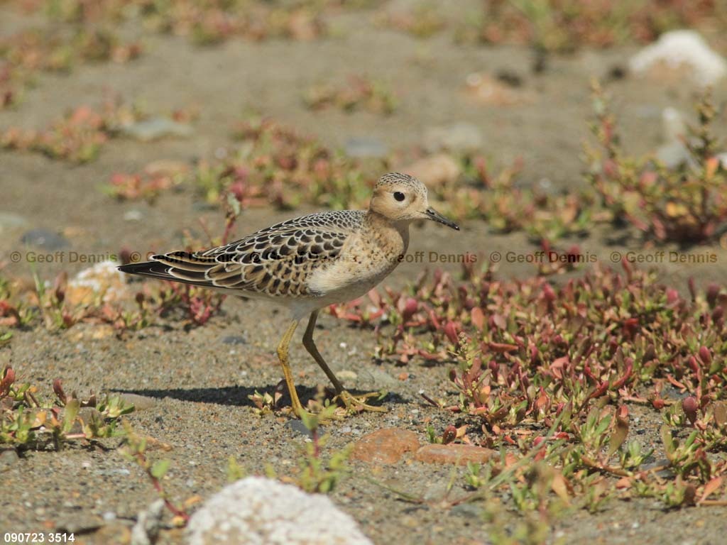 BBSA-AW_Buff-breasted-Sandpiper