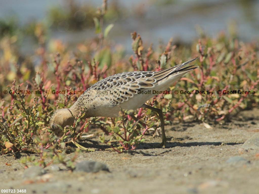 BBSA-AX_Buff-breasted-Sandpiper