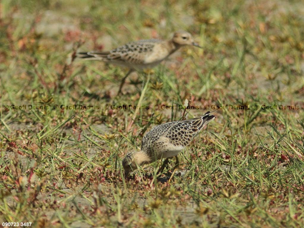 BBSA-AY_Buff-breasted-Sandpiper