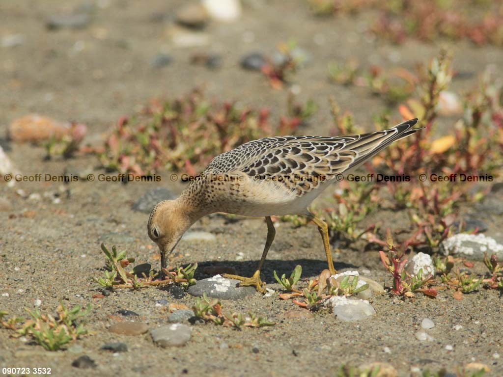 BBSA-AZ_Buff-breasted-Sandpiper