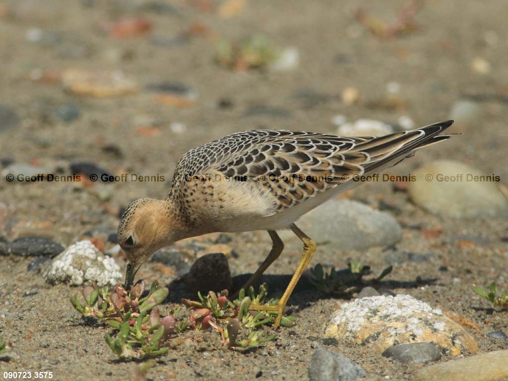 BBSA-BA_Buff-breasted-Sandpiper