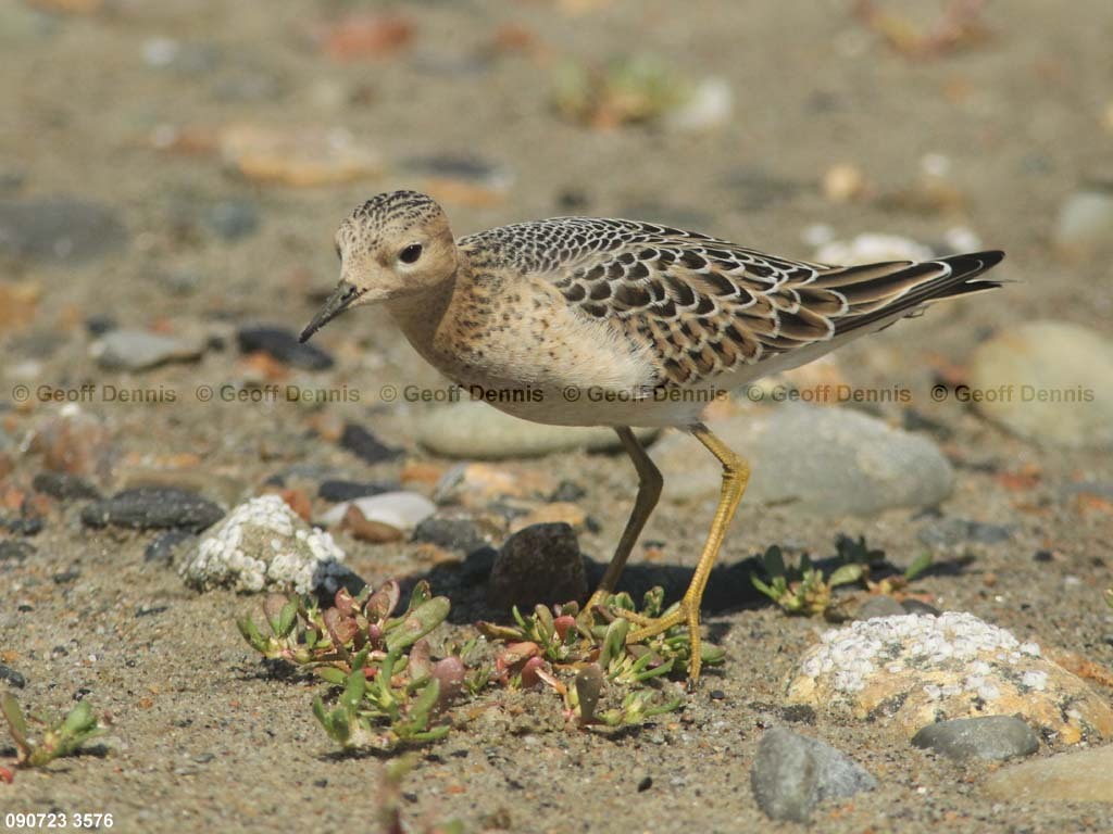 BBSA-BB_Buff-breasted-Sandpiper