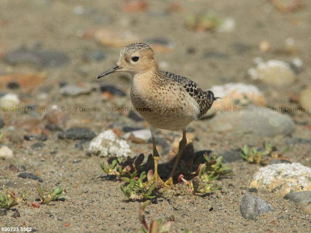 BBSA-BC_Buff-breasted-Sandpiper