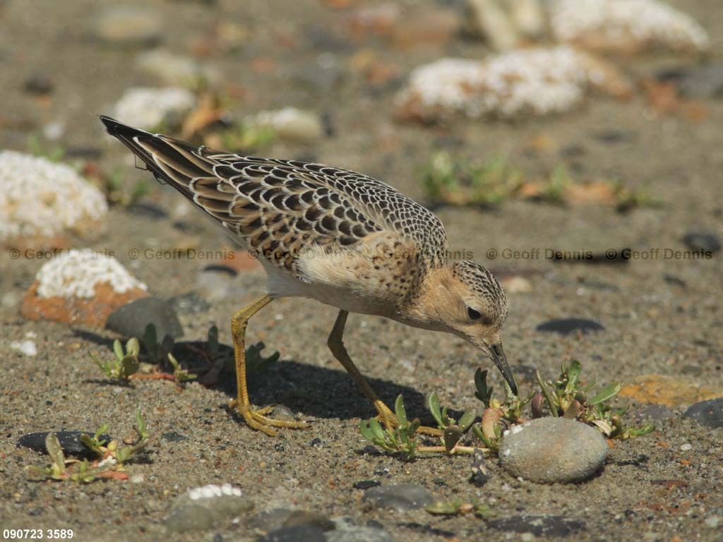 BBSA-BD_Buff-breasted-Sandpiper