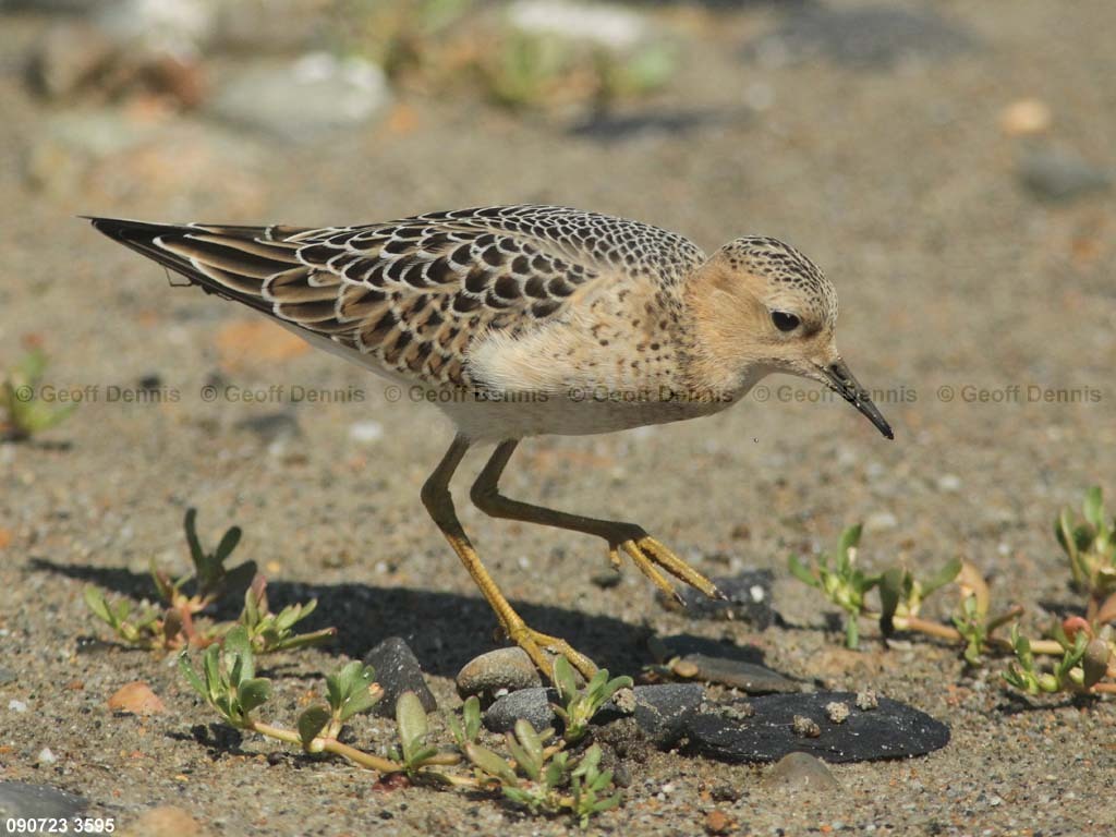 BBSA-BE_Buff-breasted-Sandpiper