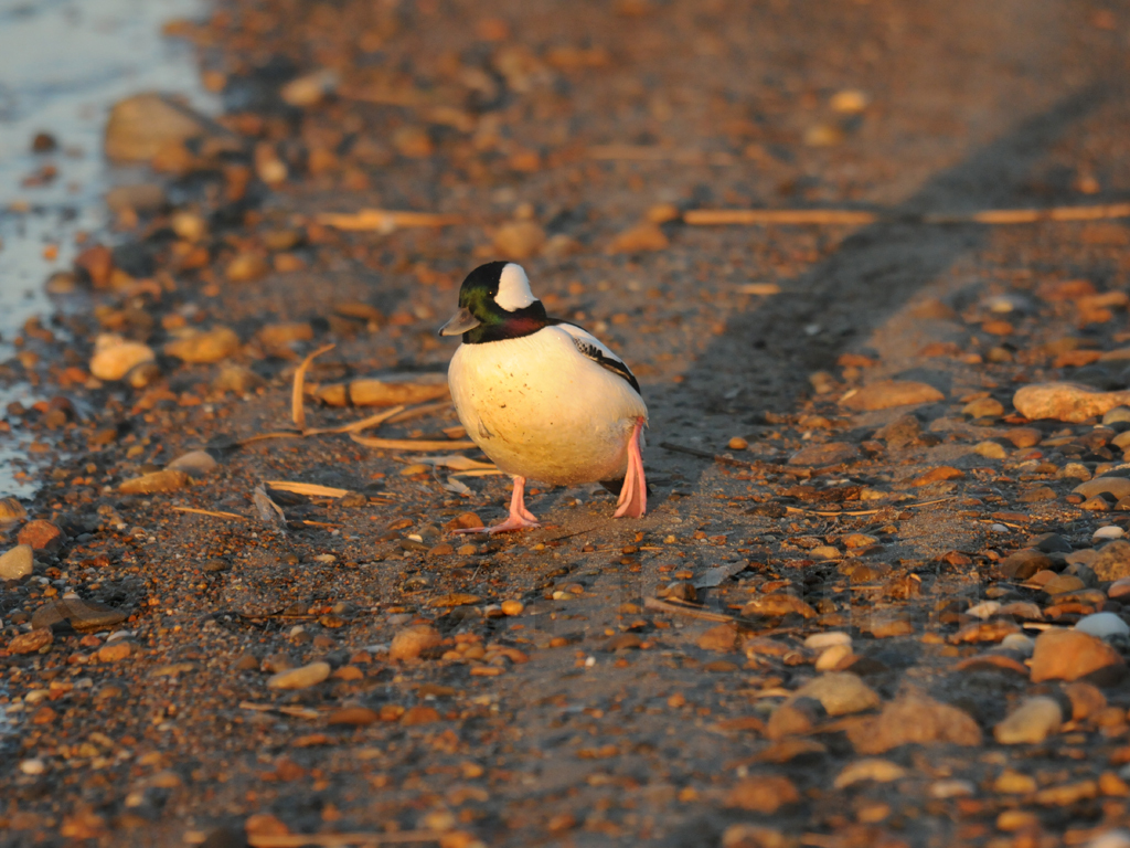 BUFF-AA_Bufflehead