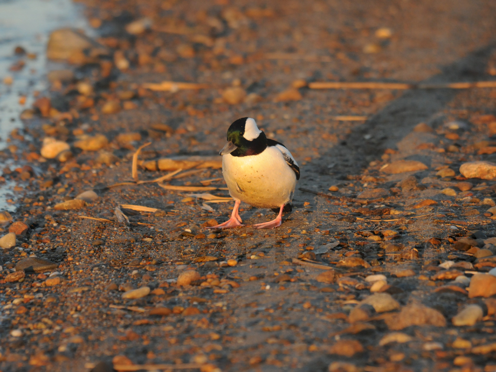 BUFF-AB_Bufflehead