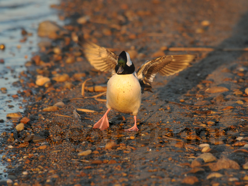 BUFF-AD_Bufflehead