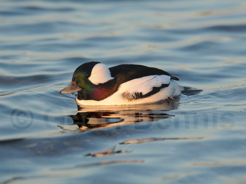 BUFF-AE_Bufflehead