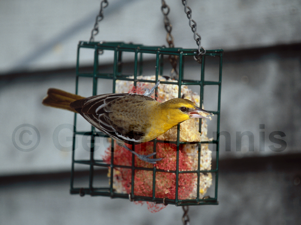 BUOR-AB_Bullocks-Oriole