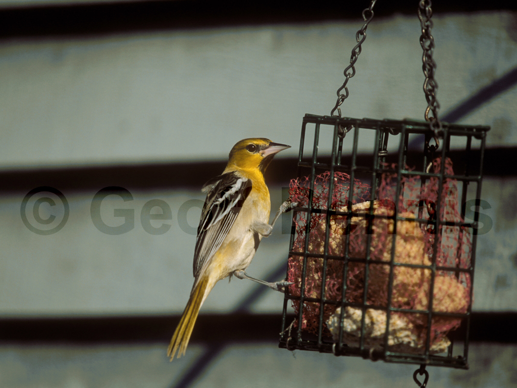 BUOR-AC_Bullocks-Oriole
