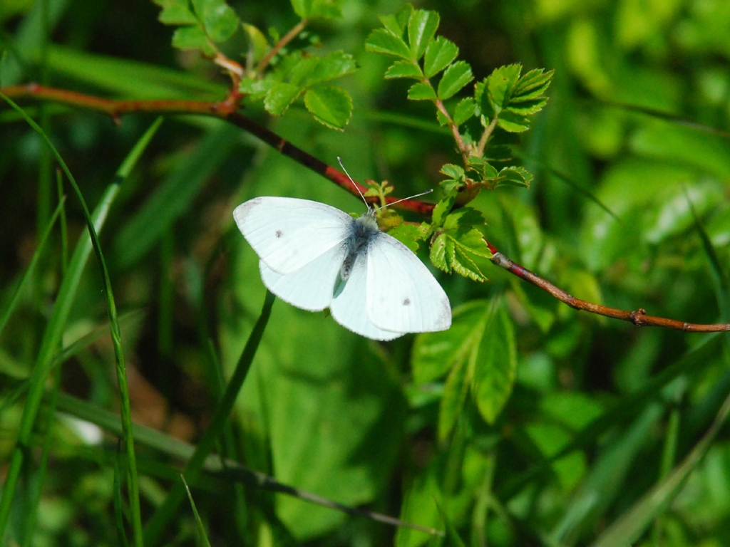 Cabbage-White-AA