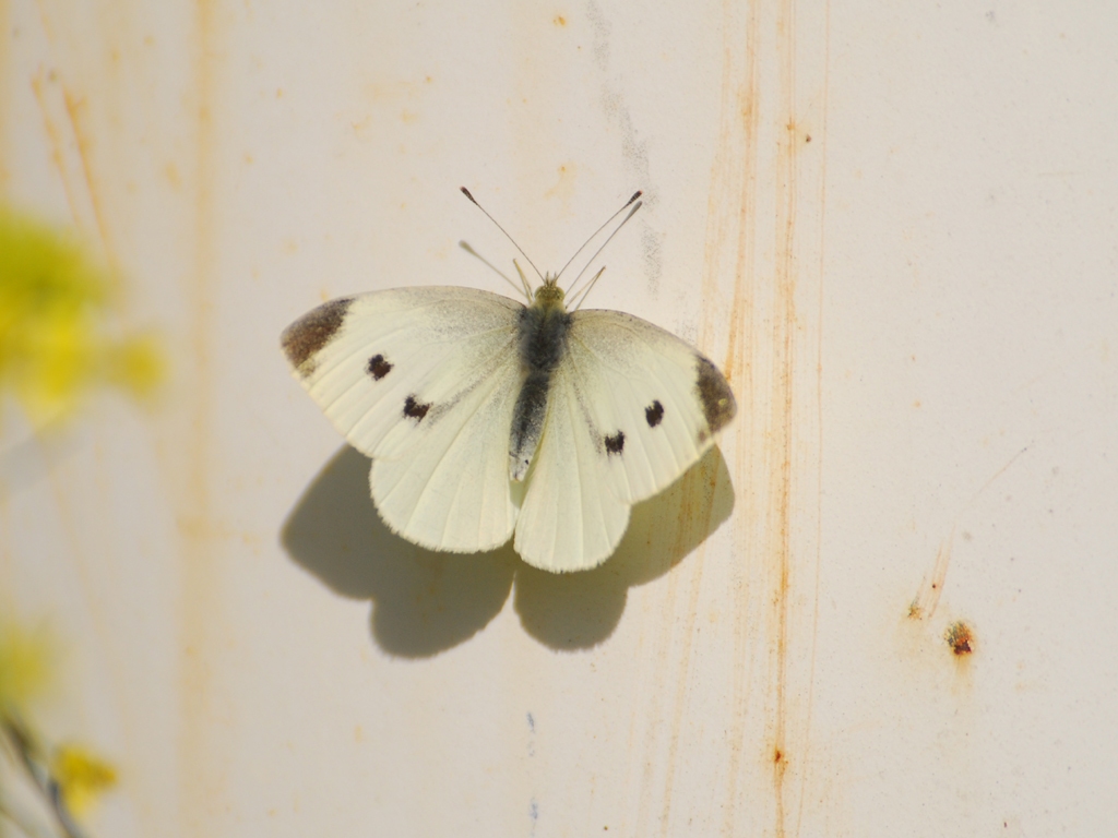 Cabbage-White-AB