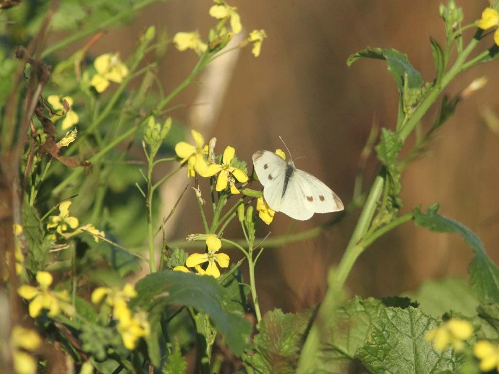 Cabbage-White-AC