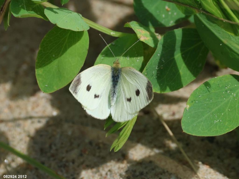 Cabbage-White-AD