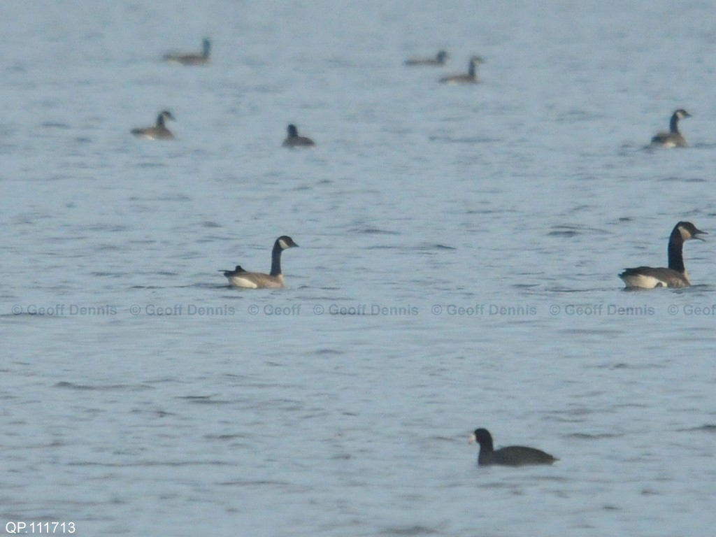 CACG-AA_Cackling-Goose