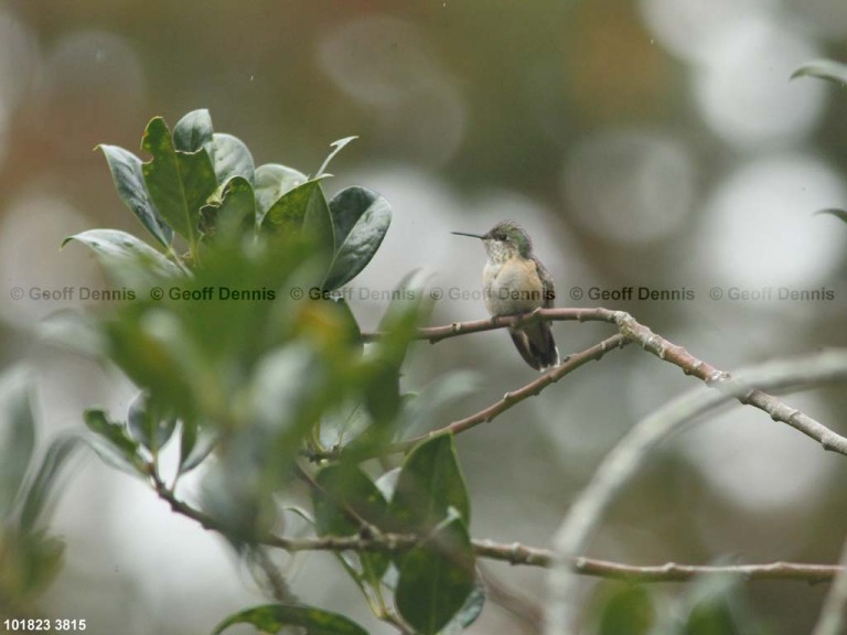 CAHU-5-AB_Calliope-Hummingbird