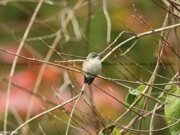 CAHU-5-AD_Calliope-Hummingbird